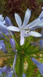 Close-up of purple flowers blooming outdoors