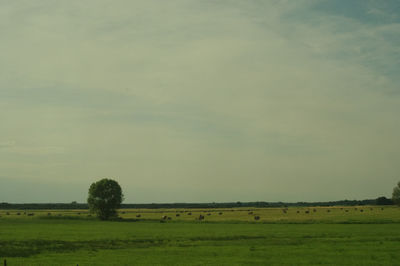 Scenic view of grassy field against sky