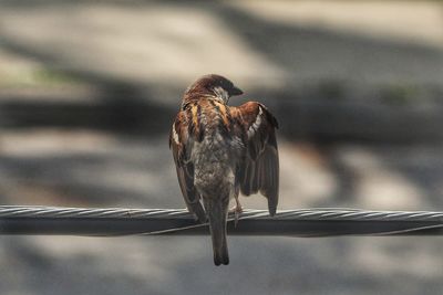 Close-up of bird perching