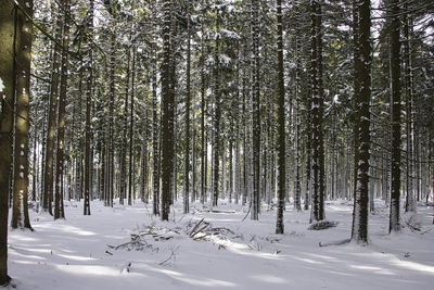 Snow covered trees in forest during winter