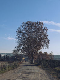 Road amidst bare trees against sky