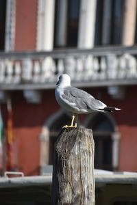 bird