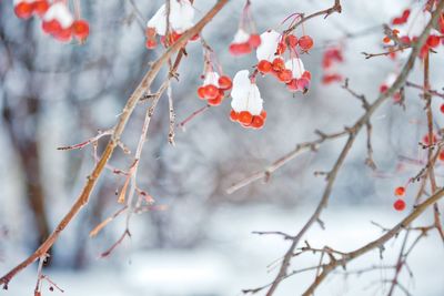 Close-up of cherry blossom on tree during winter