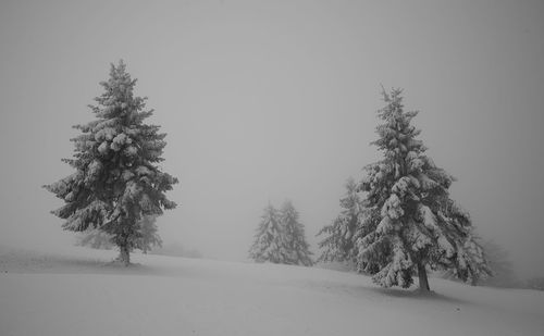 Trees on snow covered landscape against clear sky