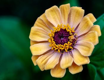 Close-up of yellow flower