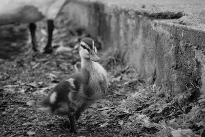 Close-up of duck on field