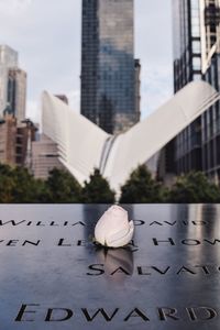 White rose at national september 11 memorial and museum