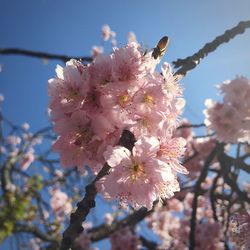Low angle view of cherry blossom tree