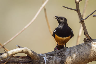 Close-up of bird perching on tree