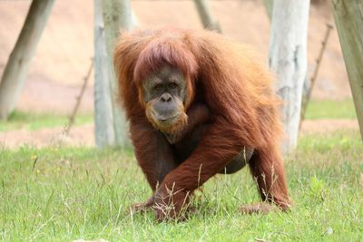 Portrait of orangutan on grassy field at lisbon zoo