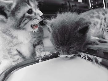 Close-up of a kitten