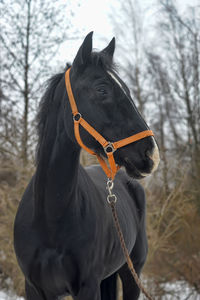 Close-up of a horse