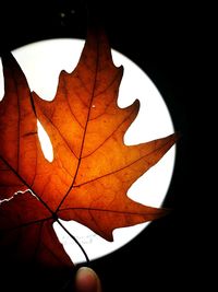 Close-up of maple leaf during autumn