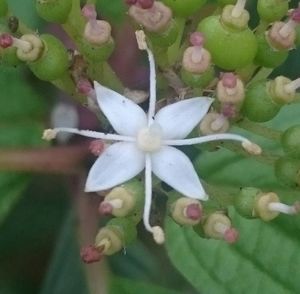Close-up of white flowers