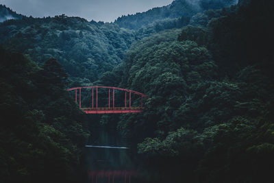 Bridge amidst trees over river