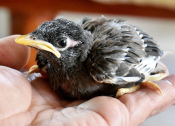 Close-up of a hand holding a bird