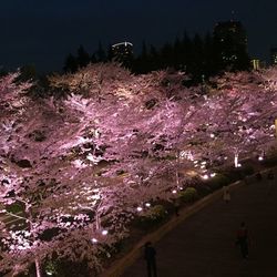 View of illuminated trees at night