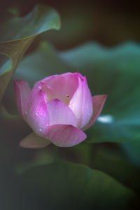 Close-up of pink lotus water lily