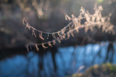 Close-up of leaf on snow covered land