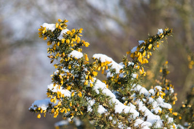 Close-up of yellow flowering plant during winter