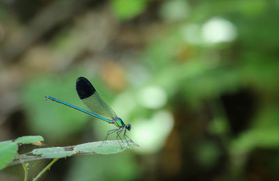 Close-up of dragonfly on leaf