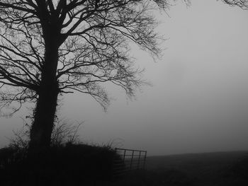 Silhouette bare tree on field against sky