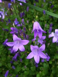 Close-up of purple flower