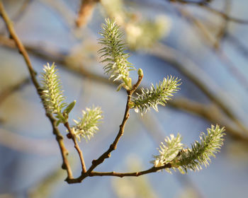 Close-up of branch