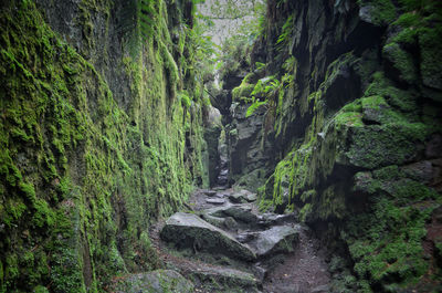 Scenic view of forest