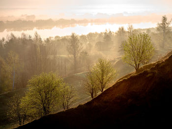 Trees and plants growing on land against sky