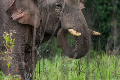 Close-up of elephant eating grass