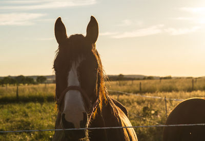 Horse on grassy field at ranch during sunny day