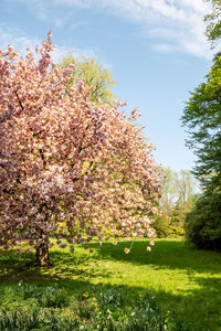 Pink cherry blossom tree in field