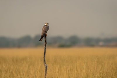 Bird perching on a field