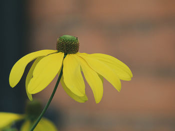 Close-up of yellow flowering plant