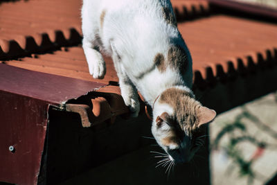 High angle view of a cat