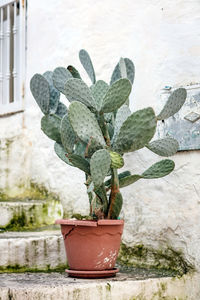 Close-up of potted plant against wall