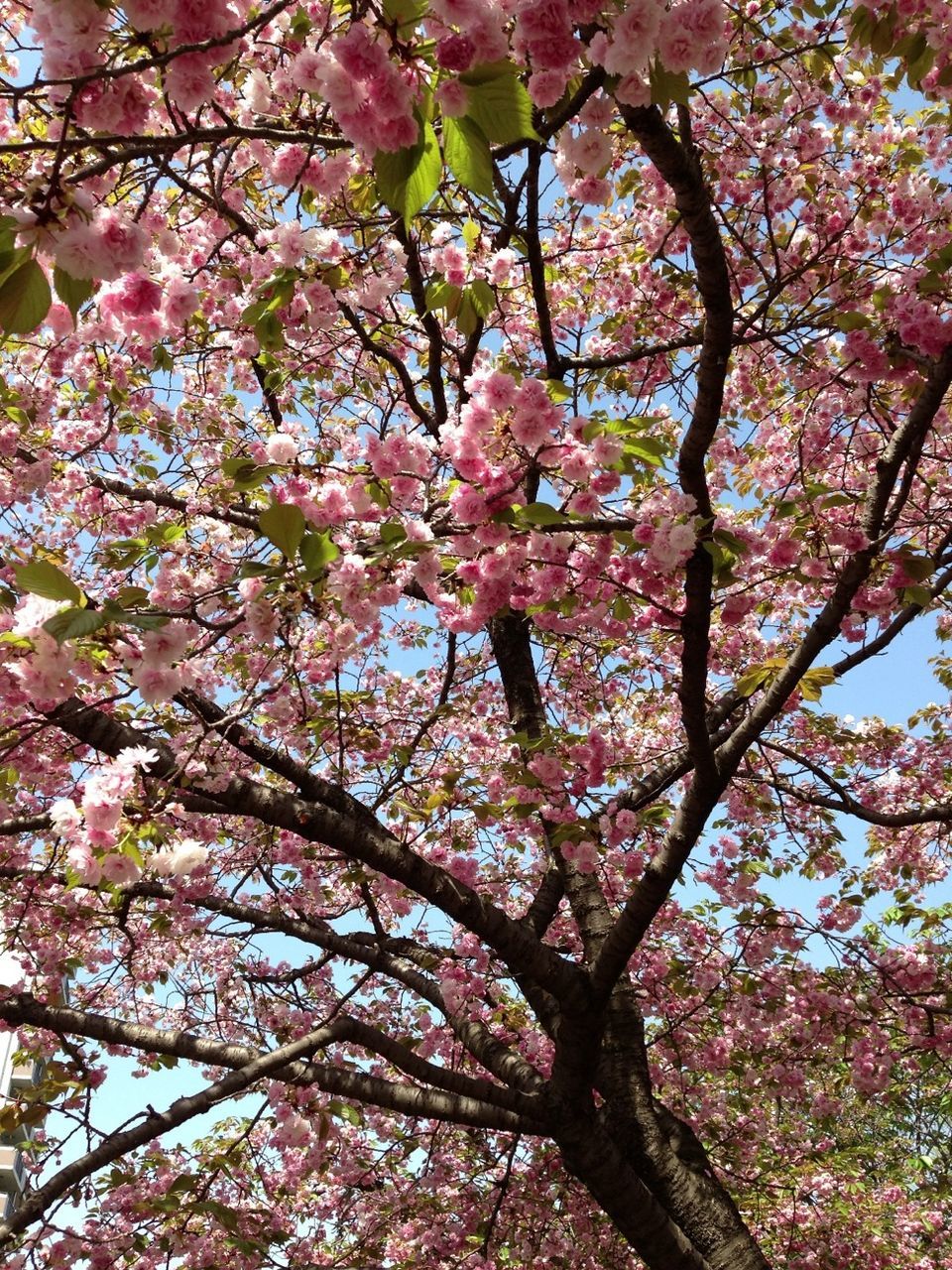 flower, tree, branch, freshness, growth, low angle view, cherry blossom, blossom, beauty in nature, pink color, fragility, cherry tree, nature, springtime, in bloom, blooming, pink, fruit tree, spring, botany