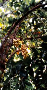 Close-up of fruit growing on tree