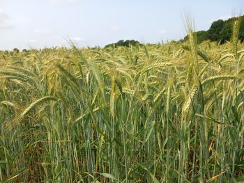 agriculture