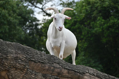 White goat standing on tree