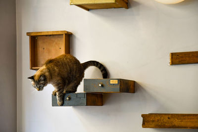 Cat sitting on wall