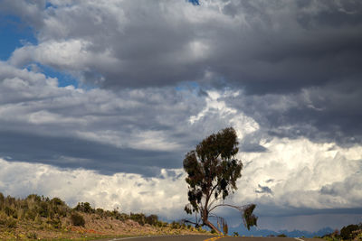 Trees on field against sky