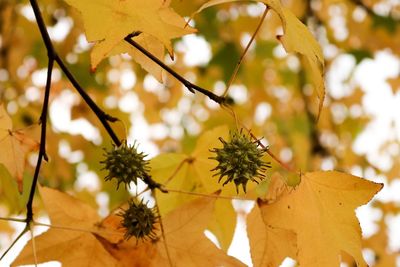 Close-up of yellow maple leaves on branch