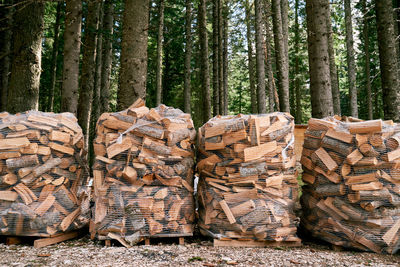 Close-up of logs in forest