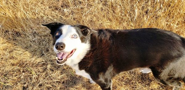 Portrait of dog standing on field