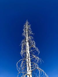 Low angle view of plant against clear blue sky