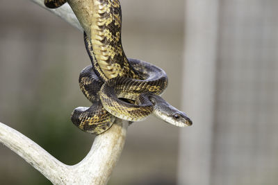 Close-up of lizard on branch