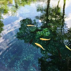 High angle view of fish swimming in lake