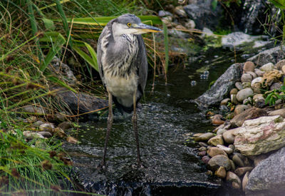 View of bird perching on rock